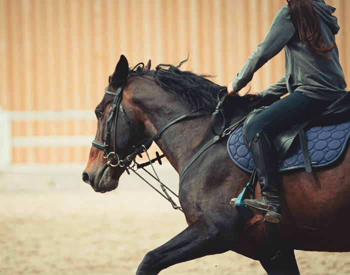 Există, de asemenea, o metodă de dresaj din ce în ce mai populară, numită natural - călărețul călărește în mod normal și nu folosește frâu.